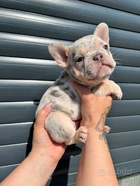 Bulldog francese femmina