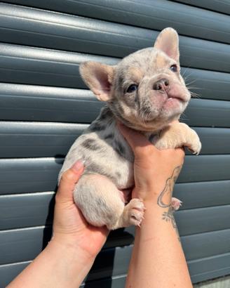 Bulldog francese femmina