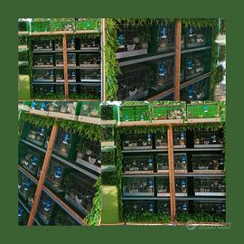 gabbie per canarini 50 euro cadauno complete