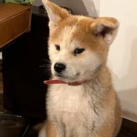 Cuccioli Akita Inu