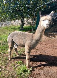 Alpaca maschio