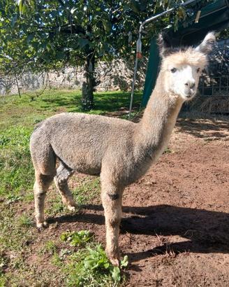 Alpaca maschio