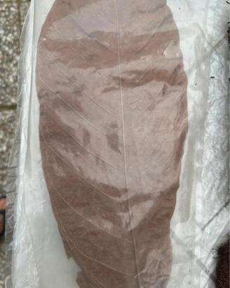 10 Foglie Secche Grandi 30cm - Decorazioni Terrari
