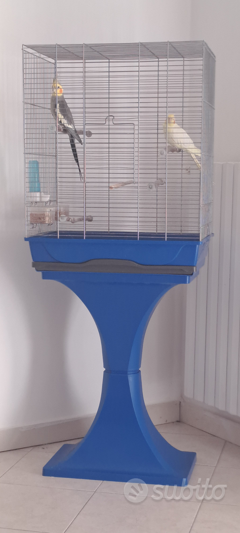 Coppia Calopsite con Gabbia - Animali In vendita a Avellino