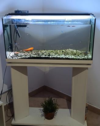 Acquario 