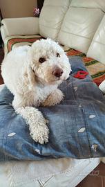 Lagotto Ramagnolo maschio per accoppiamento