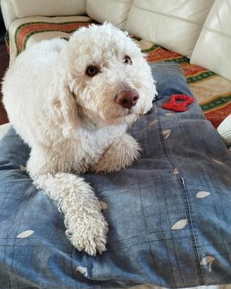 Lagotto Ramagnolo maschio per accoppiamento