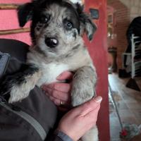 Cucciolo incrocio pastore Lagorai