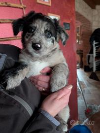 Cucciolo incrocio pastore Lagorai