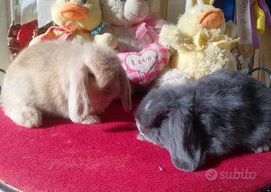 Coniglietti minilop