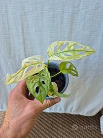 Monstera Adansonii Variegata 