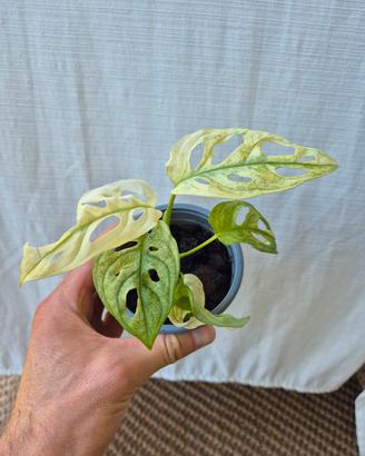 Monstera Adansonii Variegata 