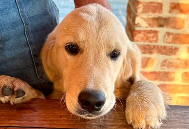 Golden Retriever cuccioli