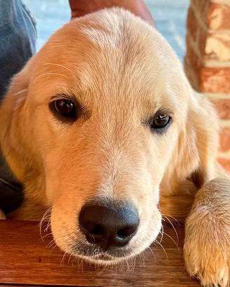 Golden Retriever cuccioli