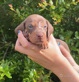 Cucciolo di bassotto