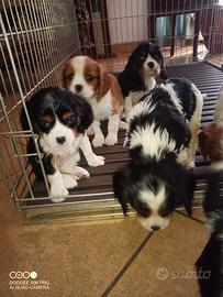 Cuccioli CAVALIER KYNG