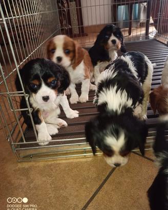 Cuccioli CAVALIER KYNG