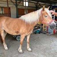 Cavalla Haflinger del 2019, indole docile, BG