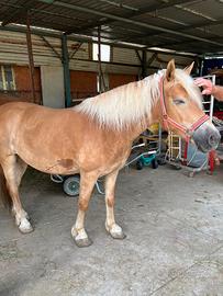 Cavalla Haflinger del 2019, indole docile, BG