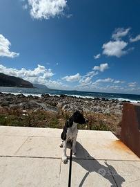 Cucciolo di cane 4 mesi
