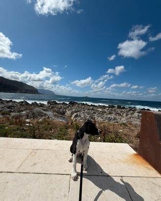Cucciolo di cane 4 mesi