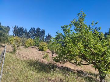 Terreno agricolo a monastir
