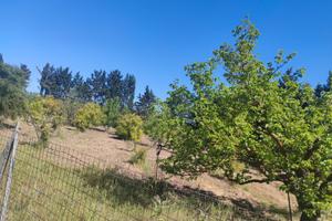 Terreno agricolo a monastir
