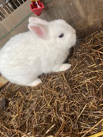 Coniglio nano