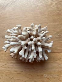 Corallo