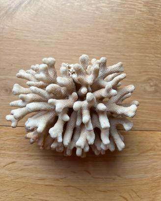 Corallo
