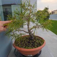 Bonsai pino silvestre 