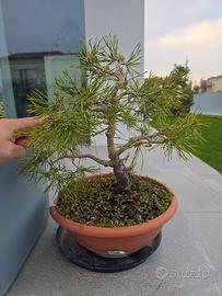 Bonsai pino silvestre 