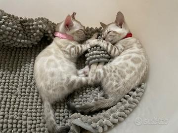 Gatto bengala