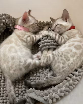 Gatto bengala