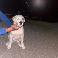 Cucciolo di Alabai