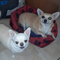 2 chihuahua di cui uno con pedigree