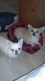 2 chihuahua di cui uno con pedigree