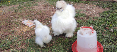 Moroseta bianca o nera