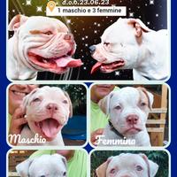 American bulldog tipo bully
