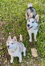 Husky con pedigree