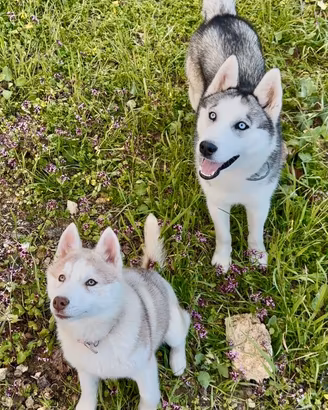 Husky con pedigree