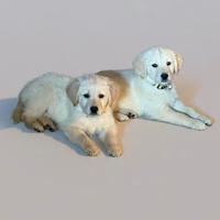 Cuccioli golden retriever pedigree Enci