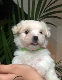 Cuccioli di maltese maschio e femmina