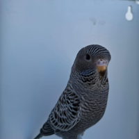 Cocorite faccia nera