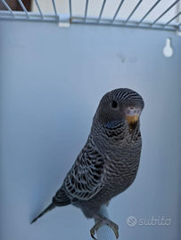 Cocorite faccia nera