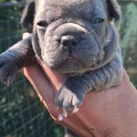 Bull dog francese