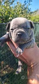 Bull dog francese
