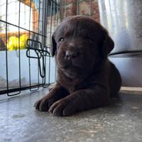 Cuccioli Labrador