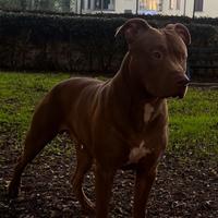 Cerco femmina di pitbull per accoppiamento