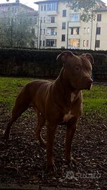 Cerco femmina di pitbull per accoppiamento